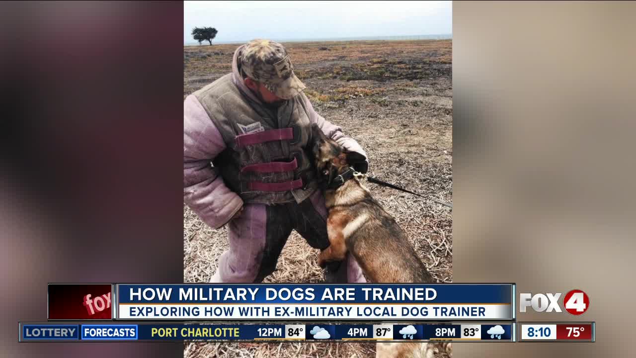 Training military dogs