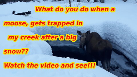 Moose encounters.. moose trapped in my creek. Winter 2022