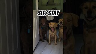 Because stay means stay! #stay #obediencedogtraining #chesapeakebayretriever