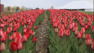 Richardson Farm 300,000 tulip bulb festival bursts with color