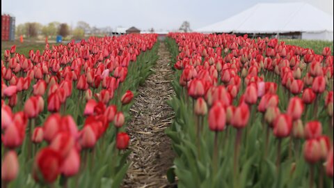 Richardson Farm 300,000 tulip bulb festival bursts with color