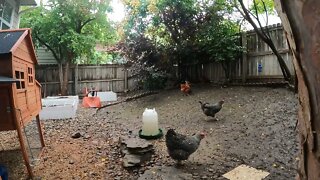 My Backyard Chickens - Episode 106