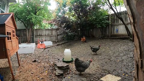 My Backyard Chickens - Episode 106