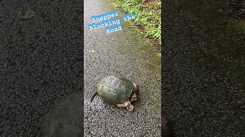 Snapping Turtle 🐢 Blocking the Road #snappingturtle #turtle #prepperboss