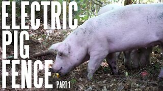 How To Run Pigs On Electric Fence