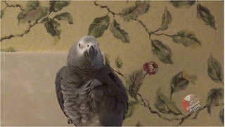 Einstein The Parrot Reminds Himself To Be Sweet And Apologizes For His Bad Behaviours