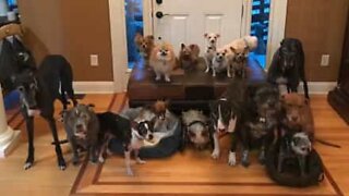 How to take a family photo of 17 dogs!