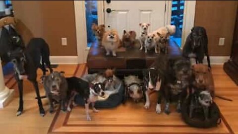 How to take a family photo of 17 dogs!