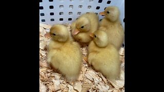 Baby Call Ducks