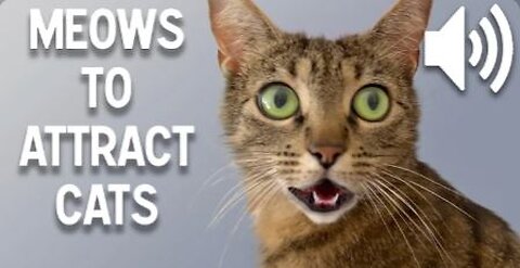 Sounds that attract cats - Meow to make cats come to you