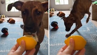 Puppy Has Priceless Reaction To Tasting A Lemon