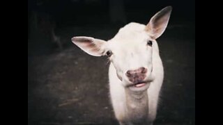 Goat uses bathroom like a human would