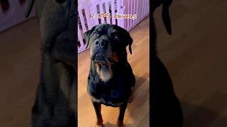 I have saved mom from being murdered by…#Rottweiler #rottie #dog #dogs #puppy #guarddog