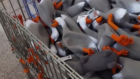 This Army Of Duck Squeaky Toys Is Out To Get Us