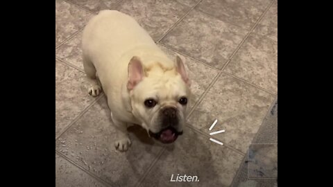 Stubborn Pug Frenchie Hilariously Argues With Mom For 3 Hours Over Dinner