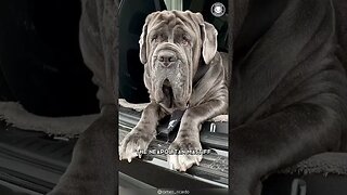 Neapolitan Mastiff 🐶 The Wrinkled Wonder!