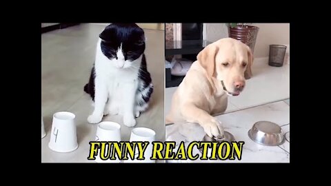 Funny Dogs And Cats Reaction To Playing - cute pets