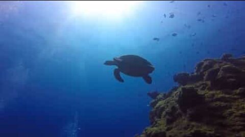 Mergulhadores nadam com tartaruga marinha