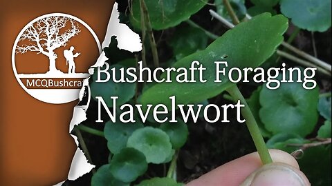 Bushcraft Foraging: Navelwort