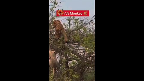 TIGER 🐅 VS MONKEY 🙈: This short clip brings you a scene 🎬