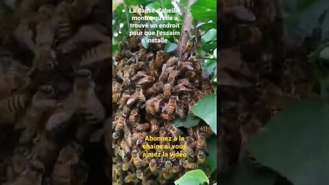 La danse d'abeille montre qu'elle a trouvé soit de nectar ou un endroit pour que l'essaim s'installe