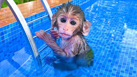 Monkey Baby Bon Bon oes to the toilet and plays with Ducklings in the swimming pool