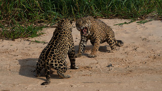 Male Jaguars Engage Into A Fierce Territorial Fight