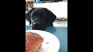 Dog gets hypnotized by owner's sandwich