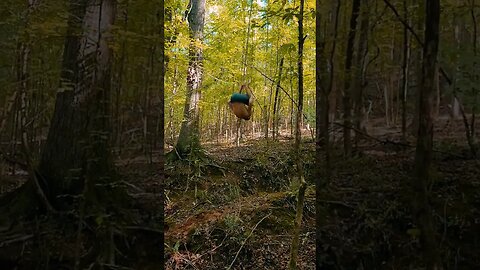 forest flip the gap