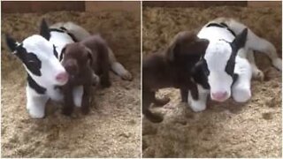 Hundehvalp hjælper ko med at rengøre sig selv!