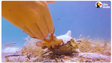 Tiny Octopus Gets So Excited When His Diver Friend Comes To Visit Him The Dodo