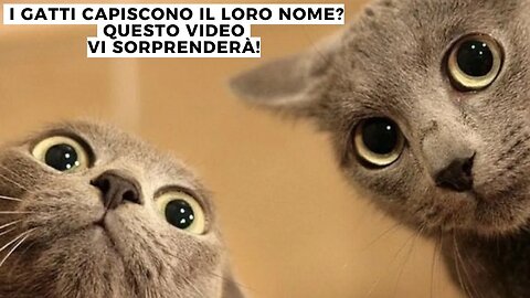 I gatti capiscono il loro nome? Questo video vi sorprenderà!