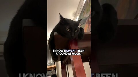 Sound by @Pepelefuqyou on IG #cat #blackcat #leonthecatdad #leontcd #relationship #relatable #cute