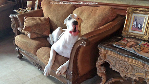 Funny Great Dane Complains He Doesn't Want To Get Off The Sofa