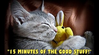 😺15 MINUTES OF THE GOOD STUFF!😺, #1 - PILOT EPISODE (CLIP)