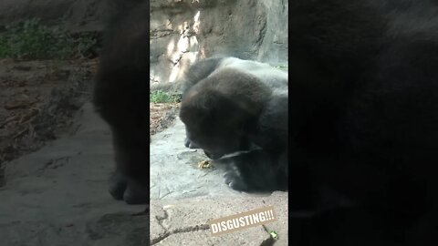 Broken Gorilla at the Dallas Zoo