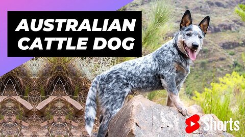 Australian Cattle Dog 🐶 One Of The Most Intelligent Dog Breeds In The World #shorts