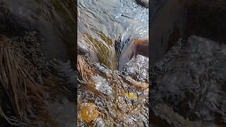 AuSable ASMR... 🏞️