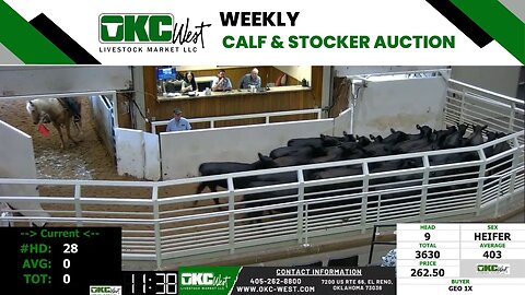 6/6/2023 - OKC West Calf and Stocker Auction