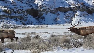 Bull Elk come in at close range!