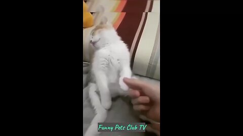 "Epic Pet Fails: Hilarious Cats and Dogs Compilation!"