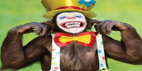 monkey - clown world!