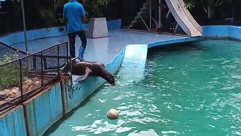 Lion Seal playing games. 🥰