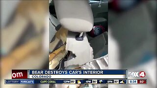 Bear destroys car's interior