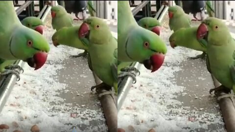 These amazing parrots come to my house every day