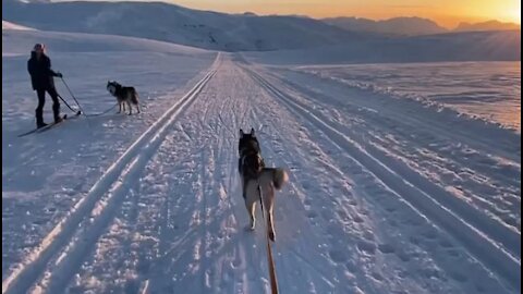 Skijoring With Husky in Norway it's Absolutely Amazing Experience!
