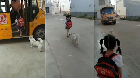 Dog sent its little friend to take the school bus and picked her up every day