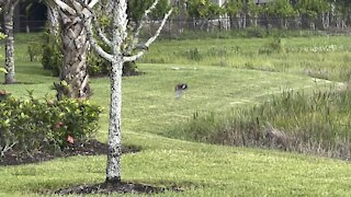 Red-Headed Woodpecker Part 2- 10/13/2021- 4K