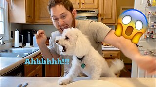 My Dog Reacts to the Invisible Food Challenge!