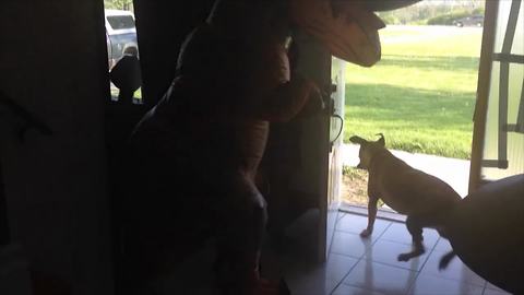 Little Girl Scared Her Dog With A Dinosaur Costume